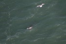 Missing Picture